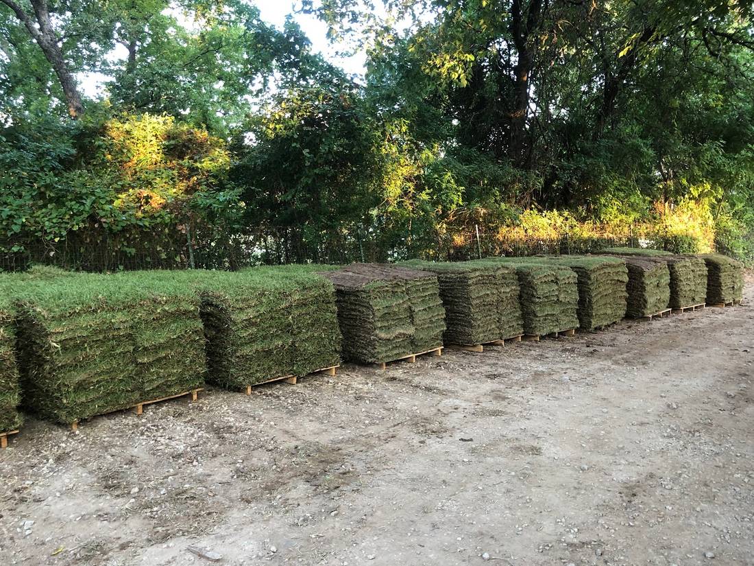 Pallets of fresh-cut green sod lined up at the Fort Worth's Yard Man yard in Burleson, TX